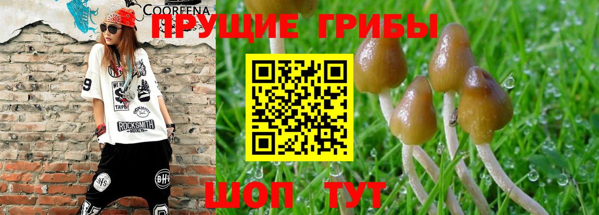 Галлюциногенные грибы Psilocybine cubensis Ижевск